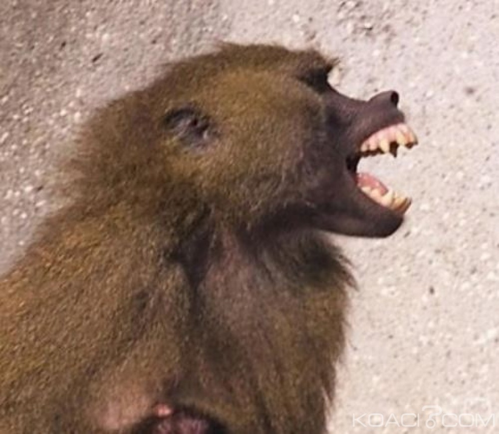 Côte d'Ivoire: Bouna, un babouin attaque des jeunes dans une plantation, un blessé et un mort enregistrés