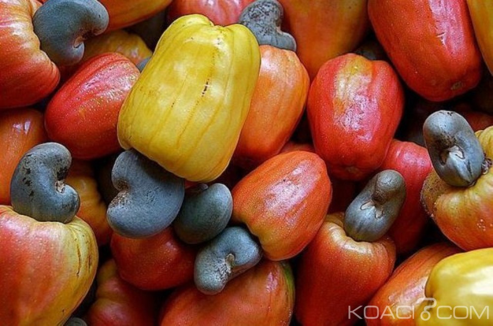 Côte d'Ivoire: La campagne commerciale de noix démarre demain avec un prix planché de 500 FCFA le Kilo