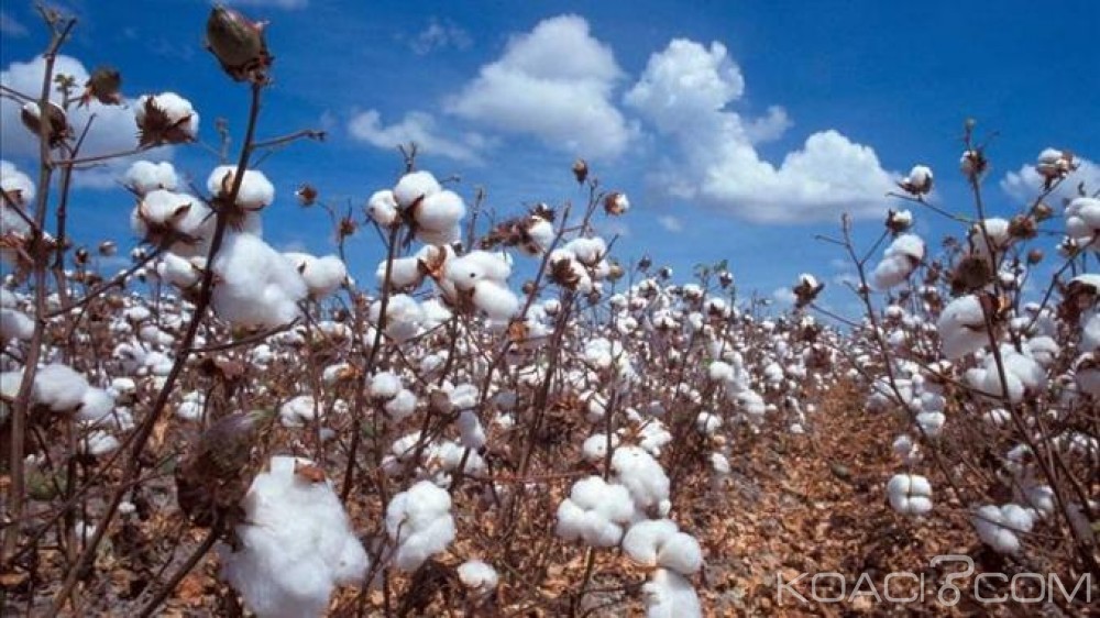 Mali:  Premier producteur de coton et détrône le Burkina Faso