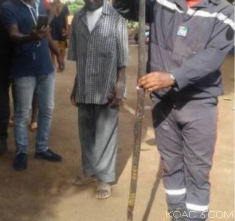 Côte d'Ivoire: Bouaké, un serpent s'invite  dans une cuisine du Lycée classique