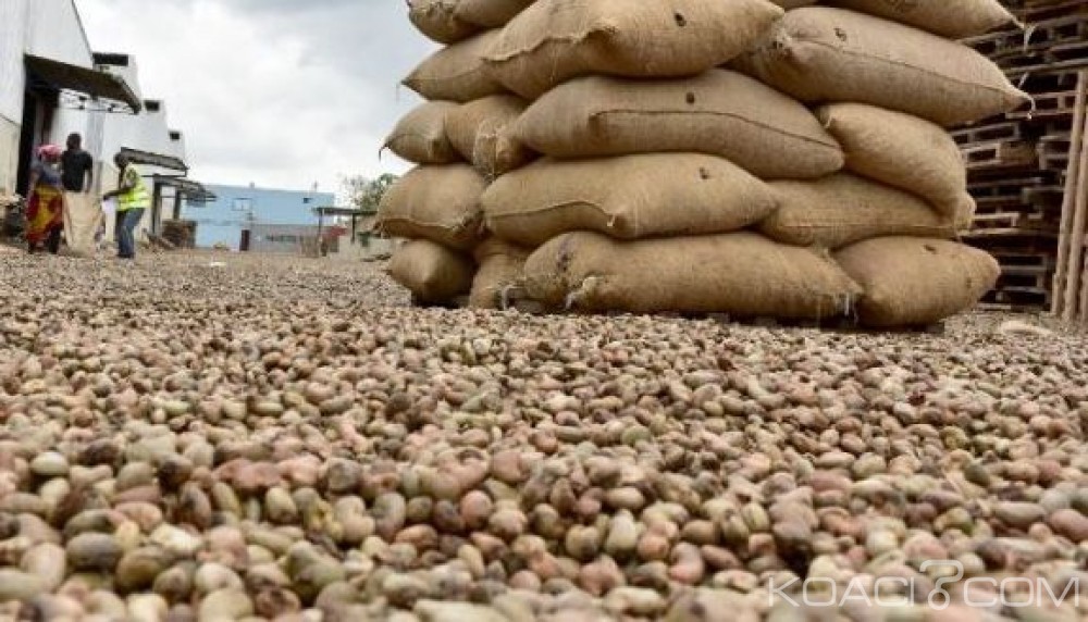Côte d'Ivoire: Fuite des productions de noix de cajou aux frontières, entrée en vigueur de mesures de lutte