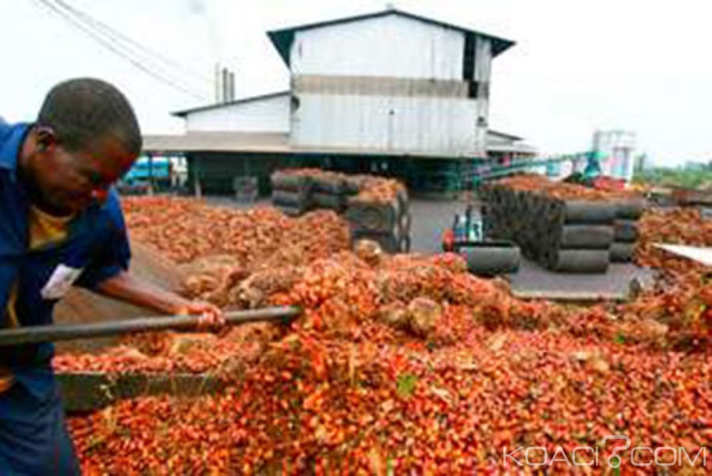 Côte d'Ivoire: Mise sur pied le Conseil hévéa-palmier à  huile, les membres connus plus tard