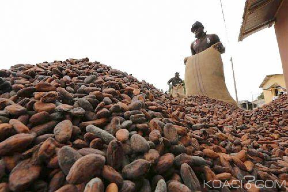 Côte d'Ivoire: La production du cacao en hausse de 24,4% tandis que celle du café connait un repli de 68,2%