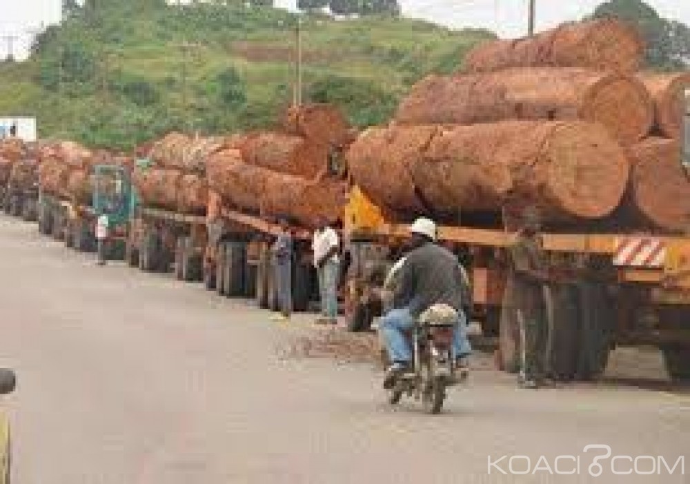 Cameroun: Dépôt de bilan de Rougier, le Port de Douala dément les allégations «d'engorgement chronique»