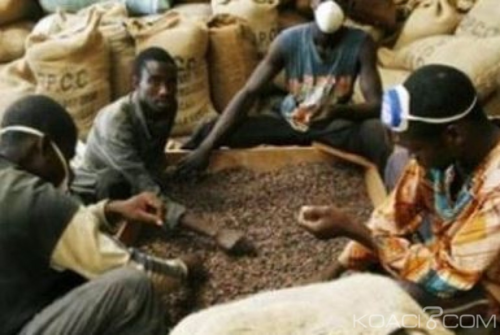 Côte d'Ivoire: Africa Sourcing n'est pas en train d'acquérir la société Sifca Coop