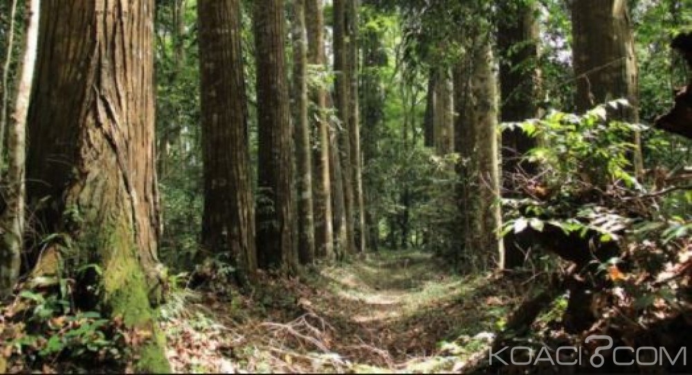Côte d'Ivoire: Mis aux arrêts pour tentative d'assassinat à  l'arme blanche dans une forêt de Biabou