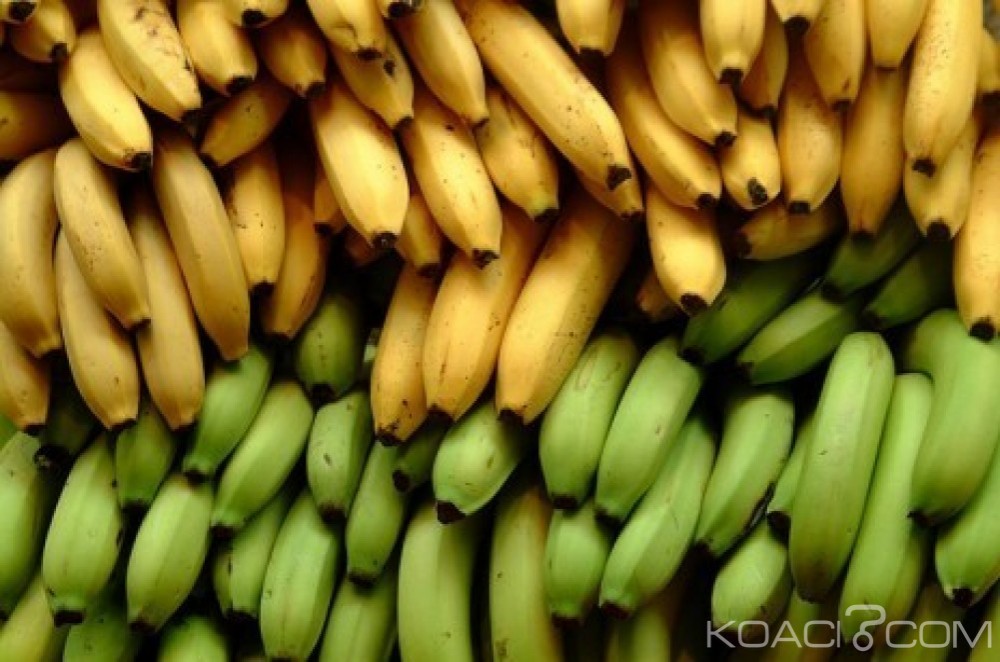 Côte d'Ivoire: Banne dessert, les stratégies du pays pour maintenir son premier rang de producteur africain