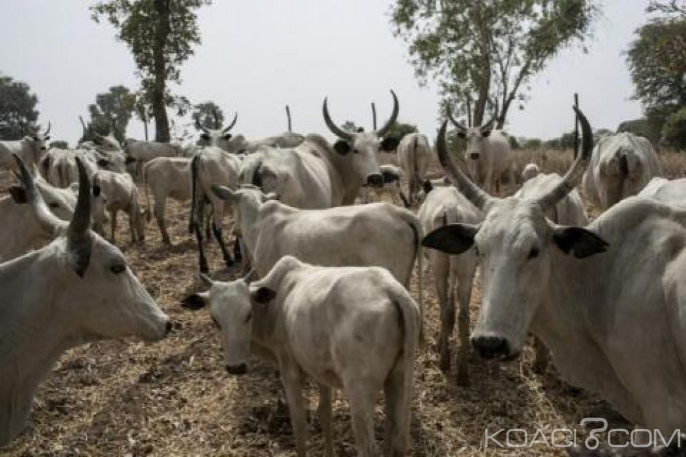 Nigeria: Attaque contre des éleveurs à  Zamfara, le bilan passe à  36 morts