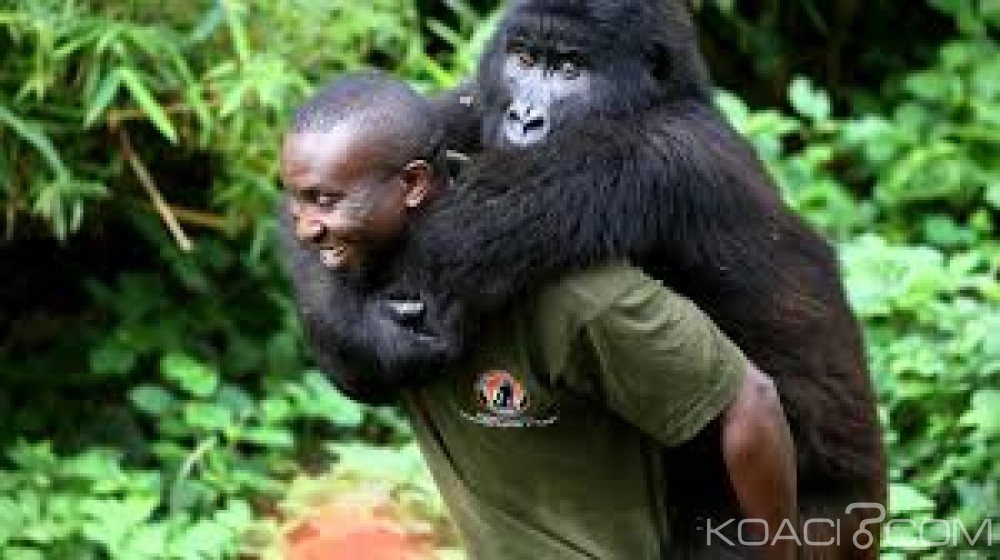 RDC:  Six  gardes du parc des Virunga tués dans  une embuscade