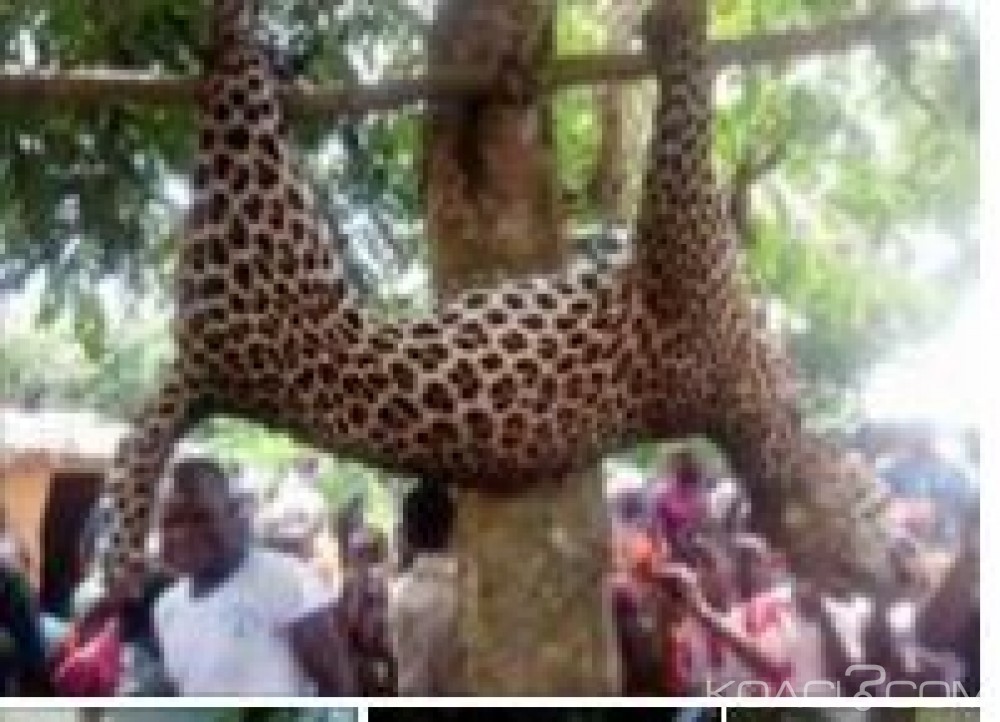 Côte d'Ivoire: Un léopard qui  semait  la panique à  Meagui abattu