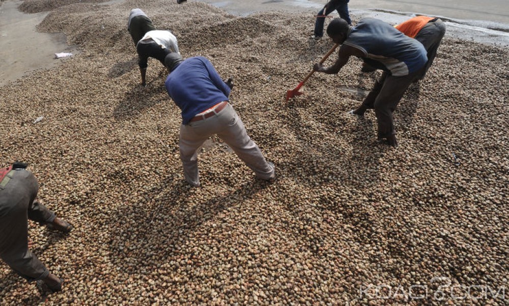 Côte d'Ivoire: Vente de noix de cajou, voici les mesures préventives contre les effets dévastateurs de l'humidité
