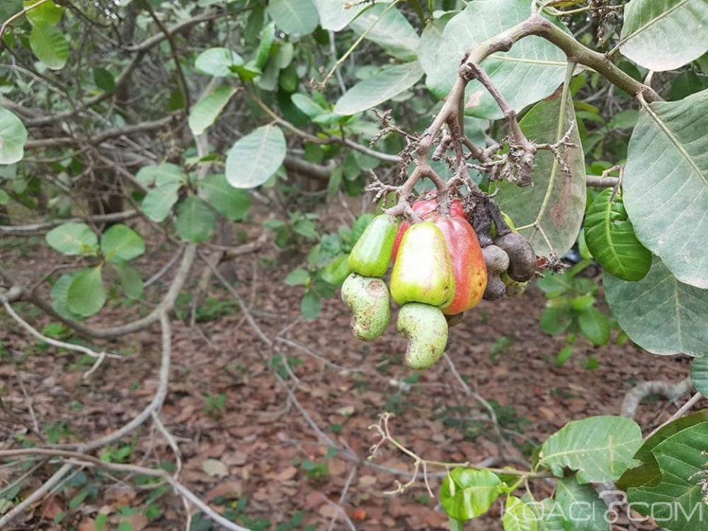 Côte d'Ivoire: Fuite des produits agricoles,  le gouvernement prend des mesures pour dissuader les auteurs