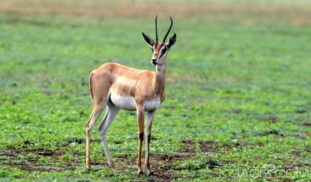 Côte d'Ivoire: Il «confond» son compagnon chasseur à  une gazelle et l'abat