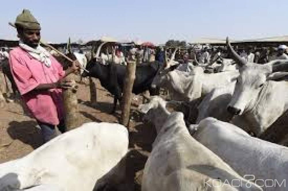 Nigeria: Kaduna, 45 corps retrouvés dans la brousse après des violences liées aux vols de bétail