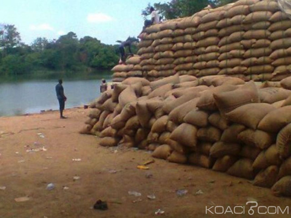 Côte d'Ivoire: Fuite de noix de cajou, le prix fixé le réel problème selon le Filcajou