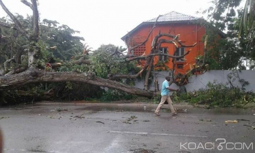 Côte d'Ivoire: Plateau, un arbre s'effondre sur la maison de la presse et perturbe la circulation sur la voie