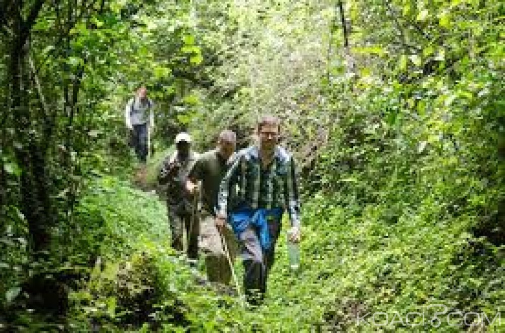 RDC:  Une éco-garde tuée  et  deux britanniques enlevés lors d'une attaque au parc des virunga