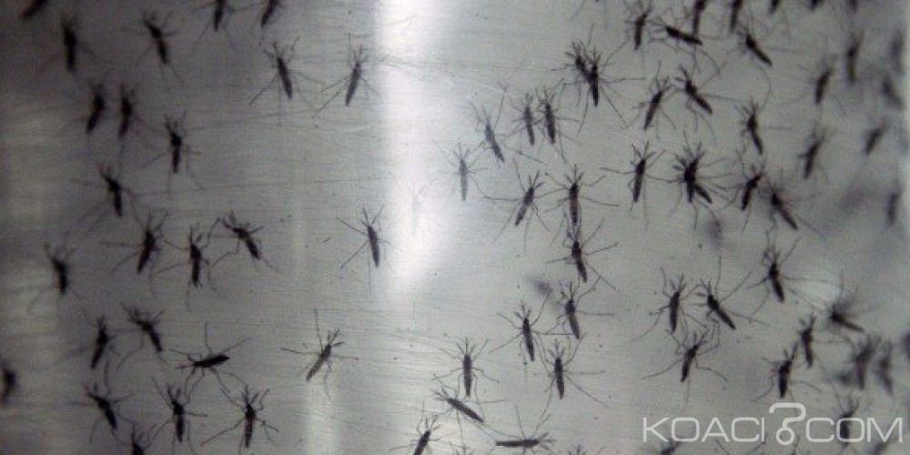 Burkina: Une manifestation prévue le 2 juin contre le là¢chage de «moustiques OGM»