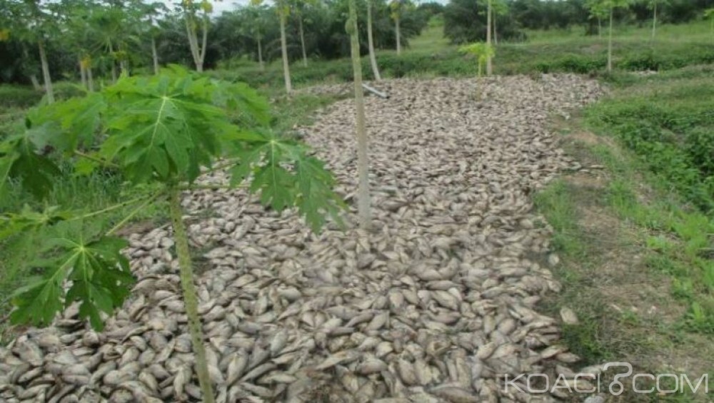 Bénin: Des milliers de tilapias meurent mystérieusement dans  le lac Toho