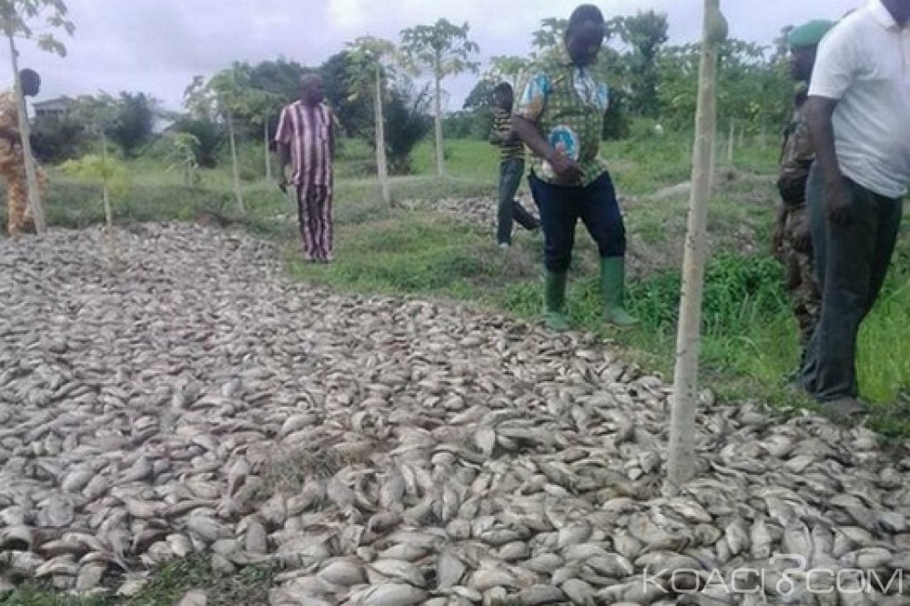 Togo: Mesures préventives contre les poissons morts au Benin