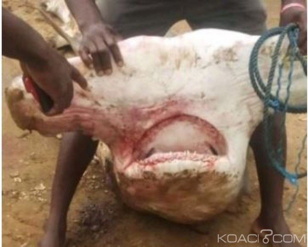 Cameroun: Kribi, un requin marteau de 300 kilos pêché par des habitants