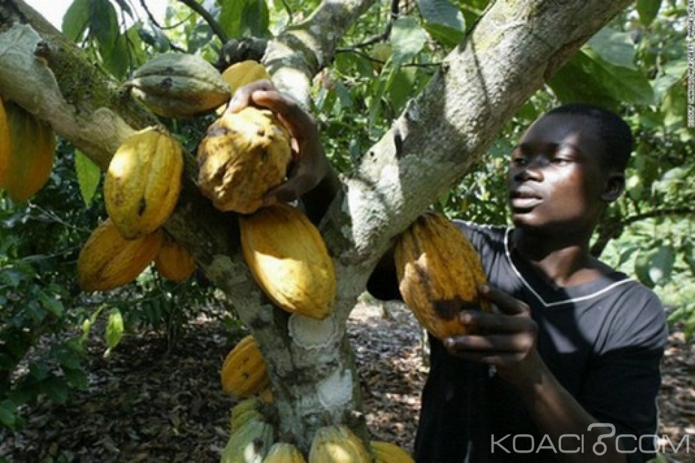 Ghana: Des cacaoyers malades à  abattre pour une réhabilitation