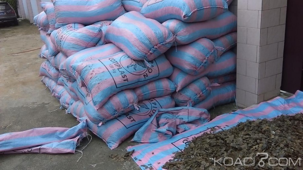 Côte d'Ivoire: Quatre  trafiquants condamnés pour trafic portant sur 3000kg d'écailles de pangolin