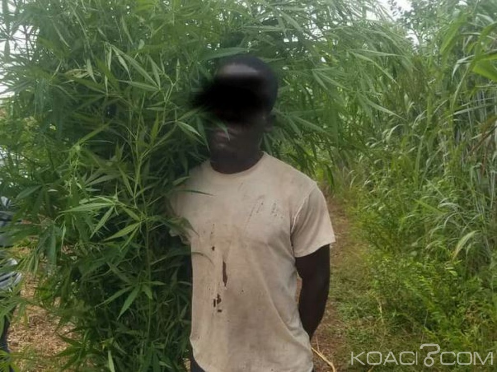 Côte d'Ivoire: Destruction d'un champ de cannabis Biankouma, saisie de drogue à  Man