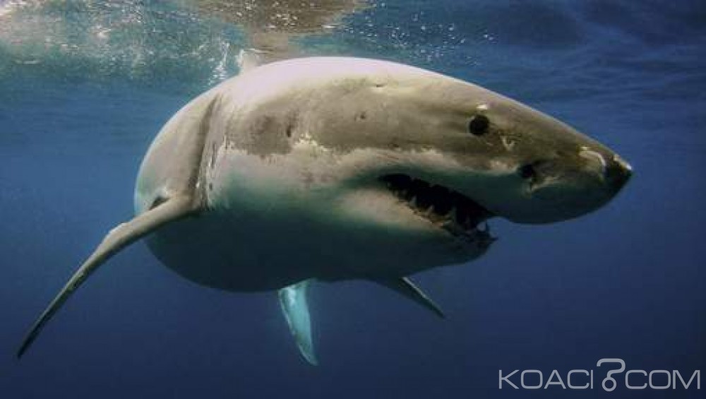 Egypte: Un touriste tchèque tué par un requin en mer rouge