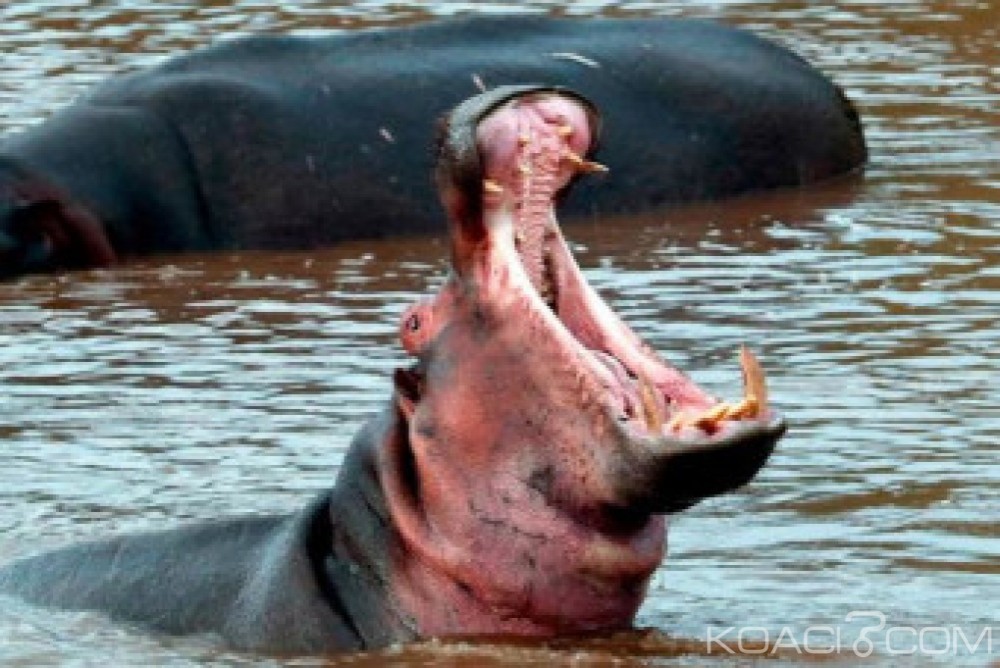Kenya:  Un touriste chinois tué par un hippopotame en pleine séance photo