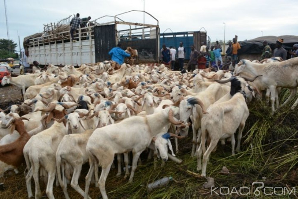 Côte d'Ivoire: Tabaski 2018, les mesures du gouvernement pour l'approvisionnement  en moutons sur le marché