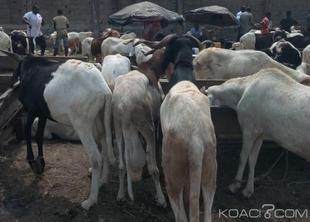 Côte d'Ivoire: Ils volent des  moutons pour réaliser un salon de coiffure et écopent de cinq ans de prison