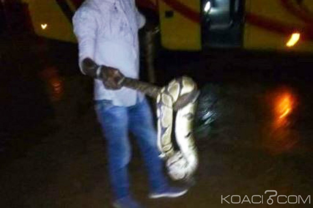 Côte d'Ivoire: En plein voyage, un serpent apparaît dans un car et sème la panique