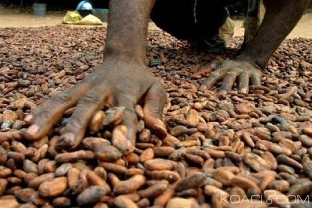 Côte d'Ivoire: Lancement mardi d'un  projet d'Activité pour Maximiser les Opportunités dans le Cacao