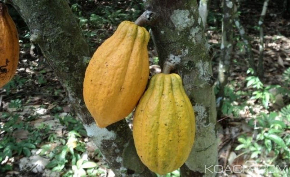 Côte d'Ivoire : Le prix du cacao devrait être connu le 3 octobre prochain