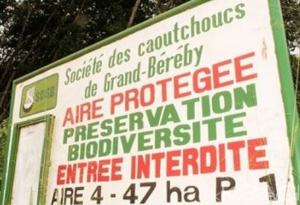 Côte d'Ivoire : Une grève des travailleurs paralyse depuis une semaine  la Société des Caoutchoucs de Grand-Bereby (SOGB)