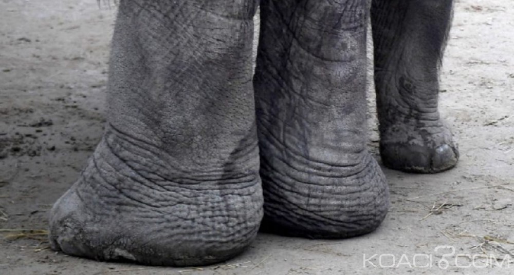 Zimbabwe : Une touriste allemande piétinée à  mort  par un éléphant
