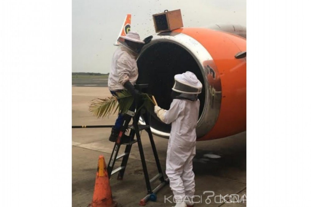 Afrique du Sud : Plusieurs vols retardés par une colonie d'abeilles dans un aéroport