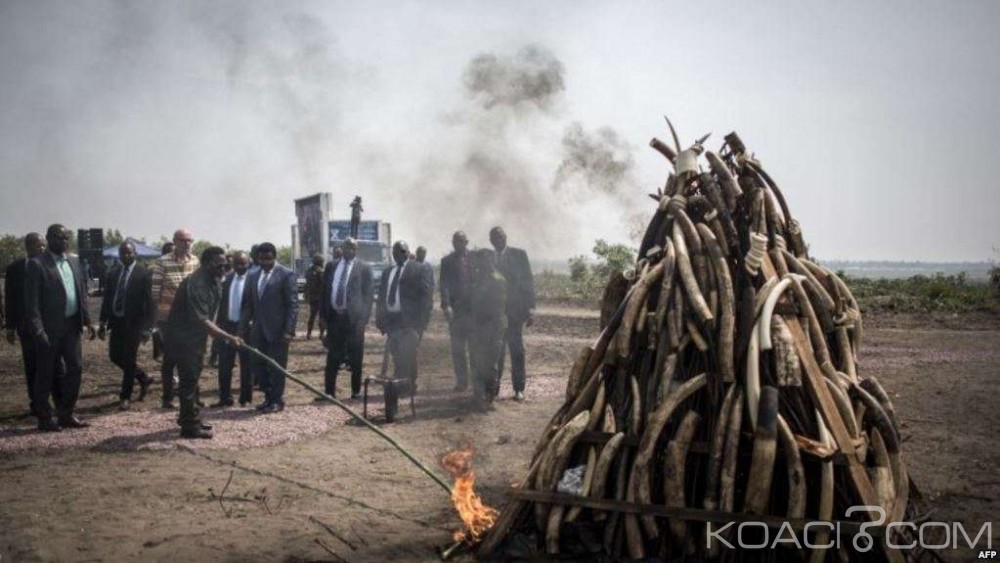 RDC: Kabila brûle deux stocks d'ivoire pour lutter contre le braconnage