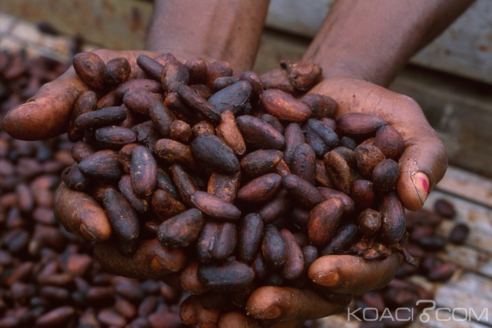 Côte d'Ivoire : Campagne 2018-2019, le prix bord champ du Cacao fixé à  750 FCFA le Kilogramme