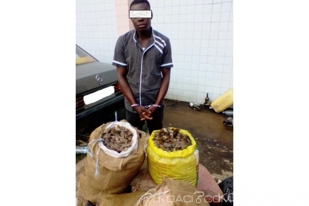Côte d'Ivoire : Un trafiquant majeur d'écailles de pangolin arrêté
