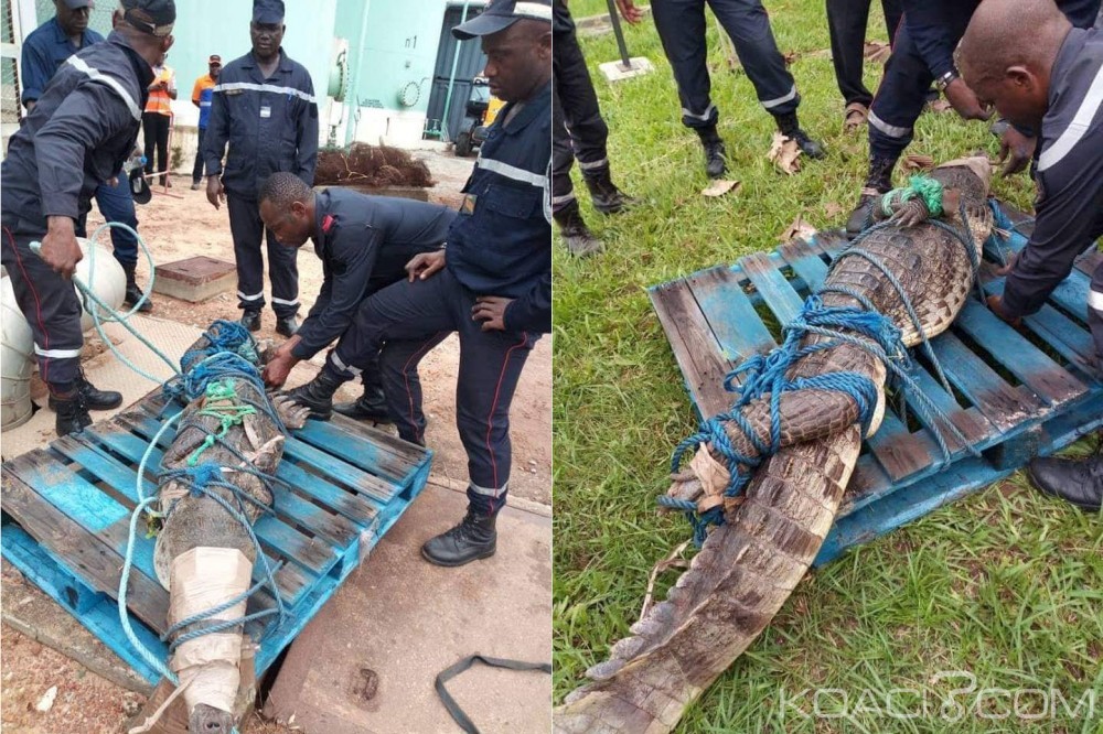 Côte d'Ivoire : Un crocodile découvert dans l'enceinte de Puma Energy à  Vridi