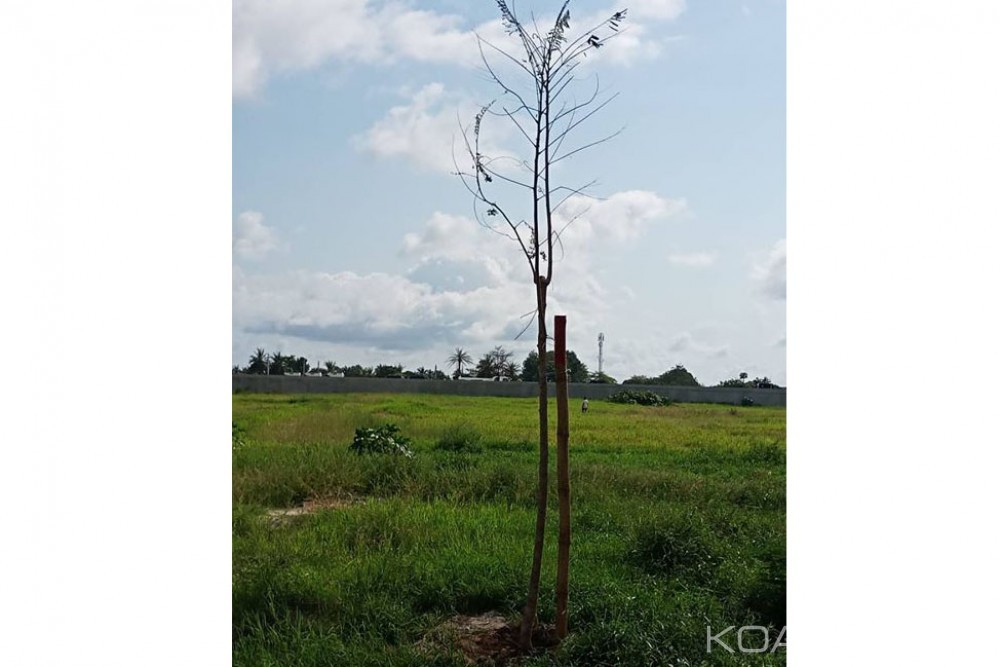 Côte d'Ivoire : Journée de la Paix, Ouattara exhorte ses compatriotes à  planter un arbre car la forêt contribue à  la Paix