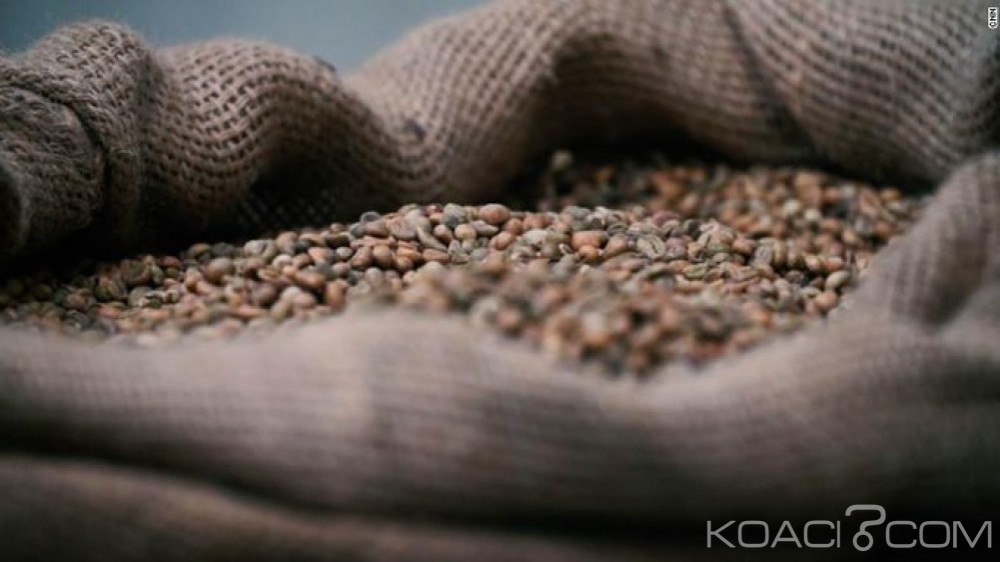 Côte d'Ivoire: Campagne commerciale du café, le prix bord champ fixé à  700 FCFA soit une baisse de 50FCFA