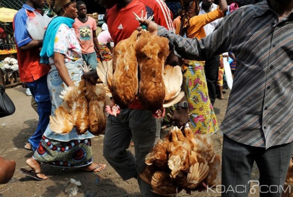 Côte d'Ivoire : Fêtes de fin d'année, Adjoumani interdit la vente des volailles  aux abords des grandes voies ,  carrefours et  quartiers