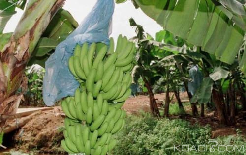 Cameroun: Production de banane, le Cameroun détrône la Côte d'Ivoire et occupe désormais le 1er rang