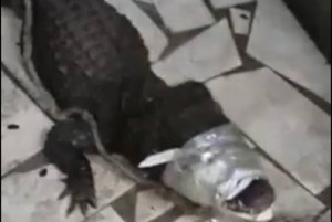 Côte d'Ivoire: Un caïman découvert dans un marché d'Adjamé