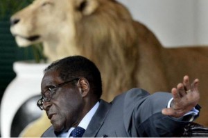 Zimbabwe : Mugabé en colère après la mort du lion Cecil : «Tous nos animaux, nous appartiennent. Ils ne devraient pas être abattus»