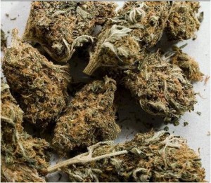 Cameroun : Cannabis et drogues, quand la production et la consommation se  développent malgré l'interdiction