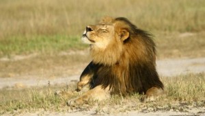 Zimbabwe: Un guide de Safari  tué par un lion au parc de Hwange